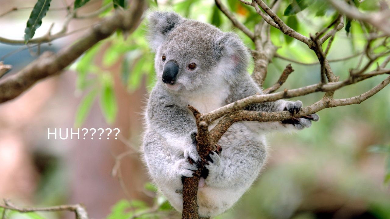 Australia’s Extinct Giant Eagle Was Big Enough to Snatch Koalas From Trees