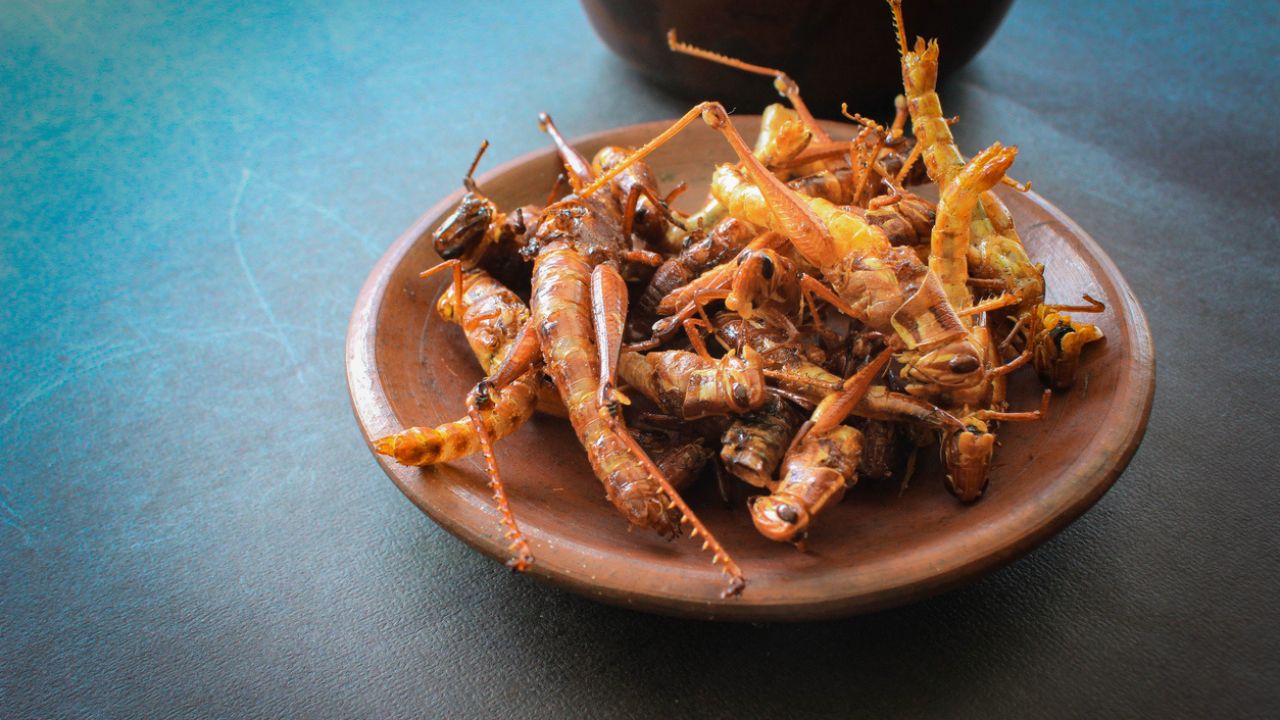 Would You Eat Insects to Save the Planet?
