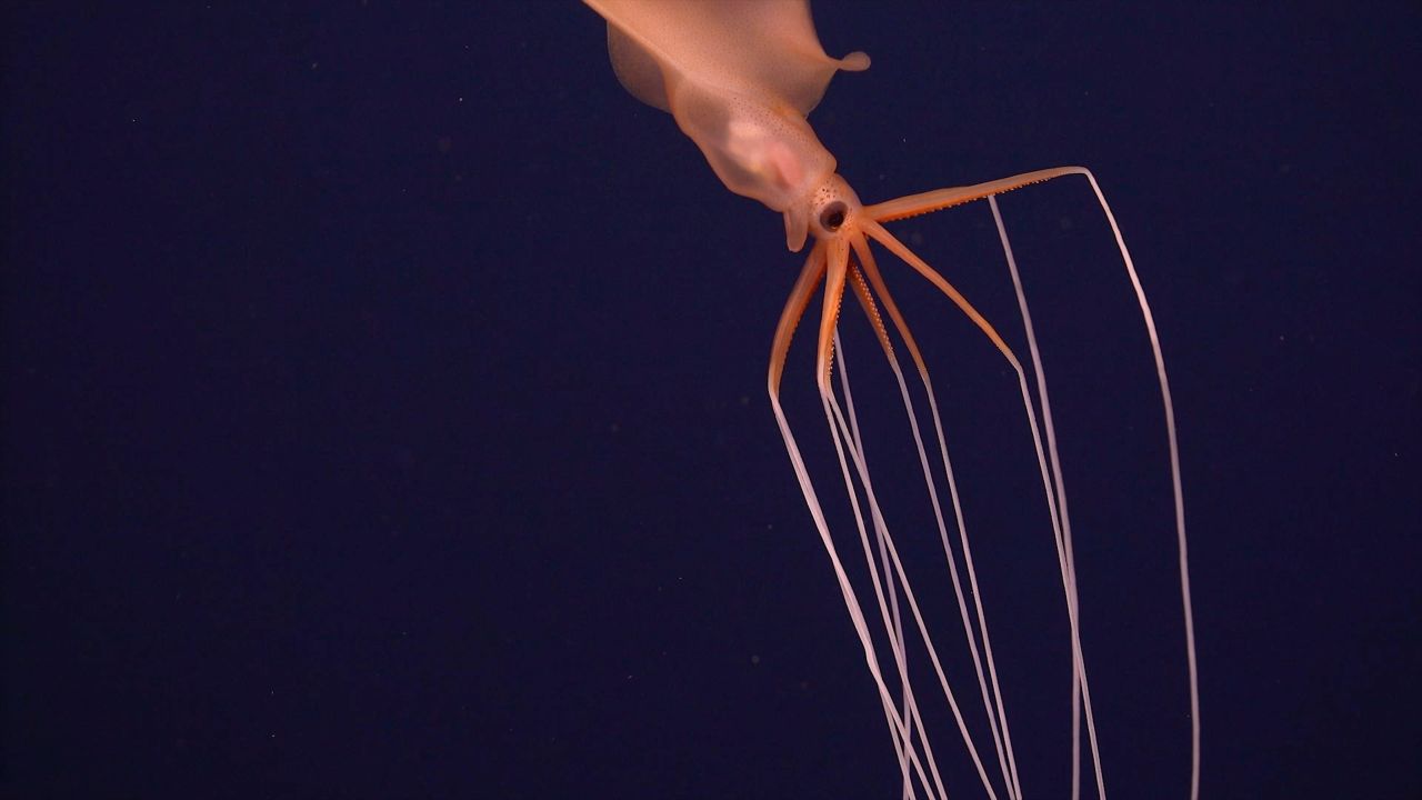 Primer plano de calamar.  Ha habido menos de dos docenas de avistamientos de esta sepia, según NOAA, y sus tentáculos pueden tener varios pies de largo.  (Foto: ROV SuBastian/Schmidt Ocean Institute)