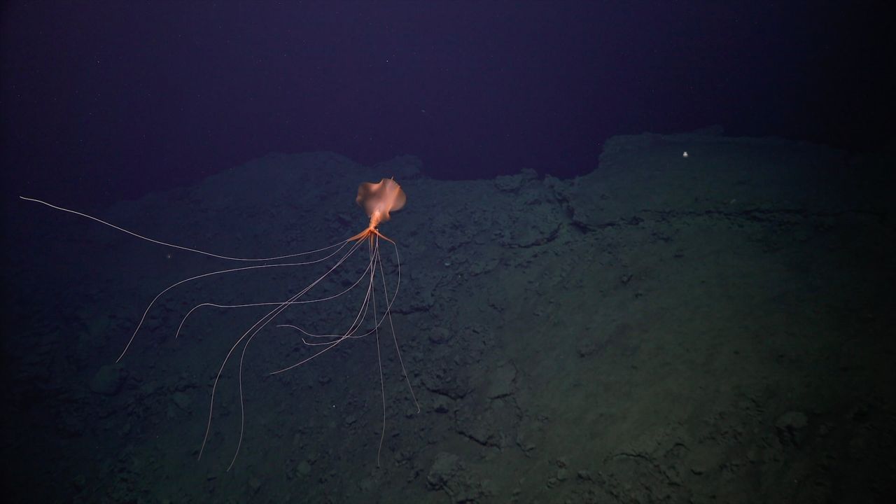 En profundidades como estas, algunas extrañas criaturas acechan.  El equipo de investigación descubrió el calamar magnapena, también conocido como calamar de aleta grande, a una profundidad de unos 2.000 metros (6.560 pies).  (Foto: ROV SuBastian/Schmidt Ocean Institute)